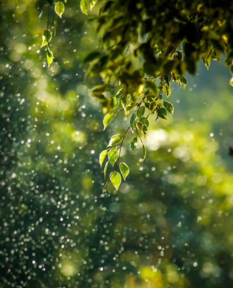 Naturaleza: sinónimo de gestión sostenible de residuos Imagen de la rama de un árbol sano bañada por la brisa, símbolo de futuro sustentable.